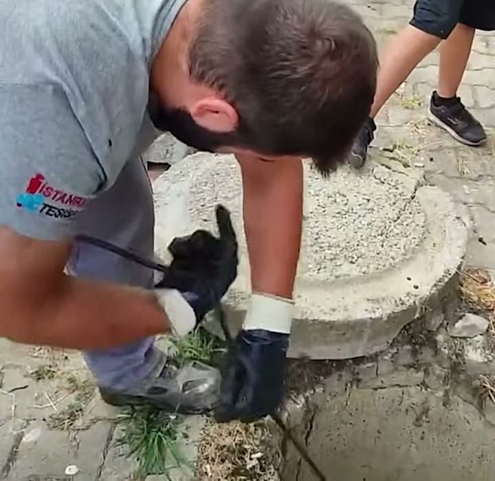 Pimaş
