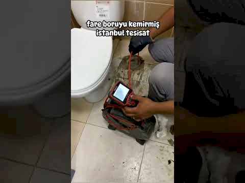 Fare boruyu kemirmiş su kaçağı! Alt kata su akıyor - İstanbul Tesisat